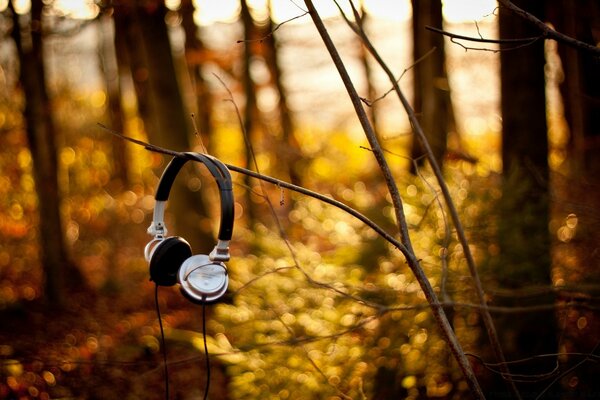 Cuffie su un ramo nel parco autunnale