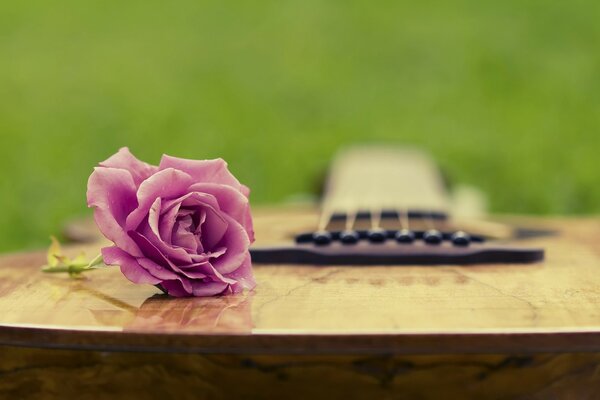 A little rose is lying on the guitar