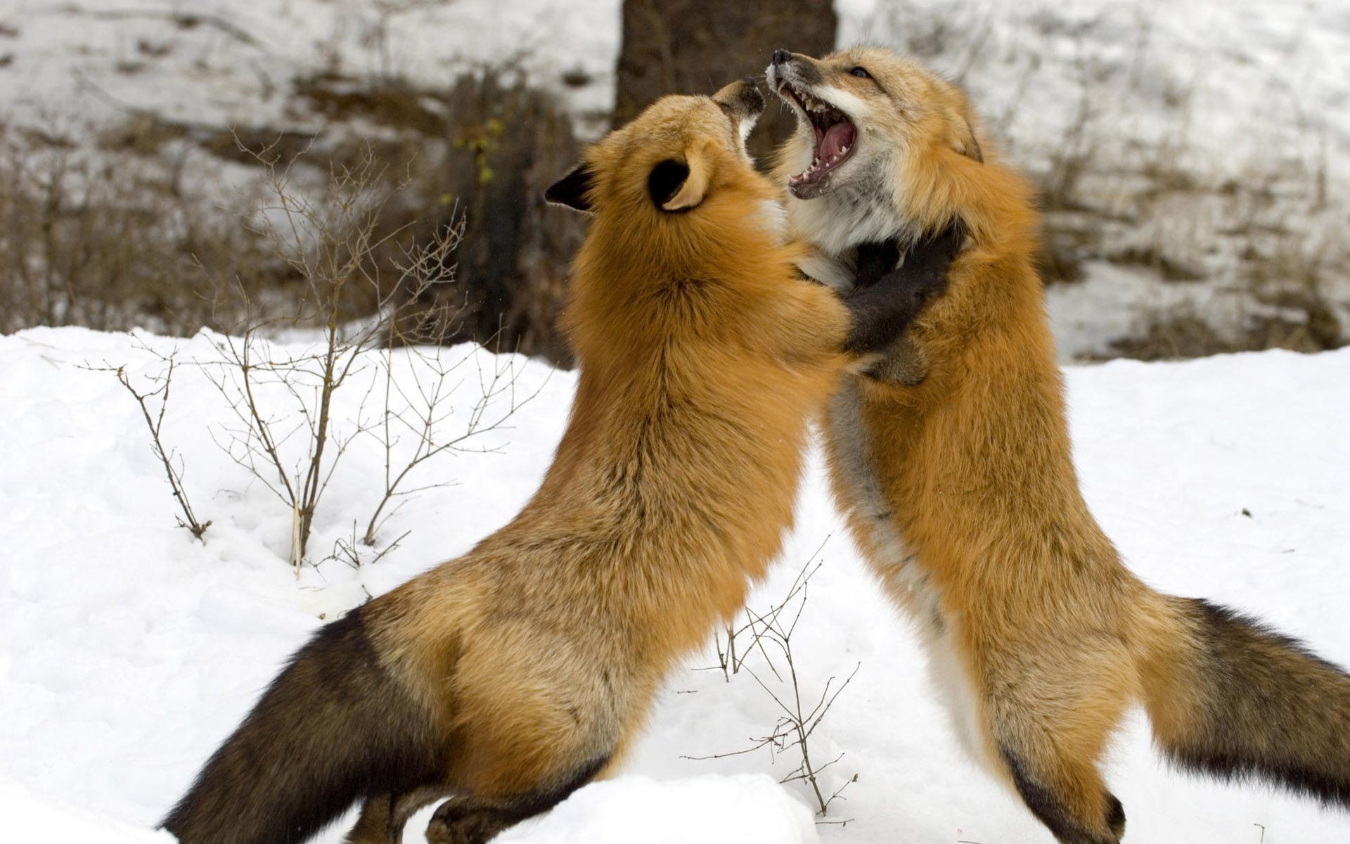 volpe mammifero fauna selvatica inverno neve animale natura prodotto di pellicia sveglio selvaggio