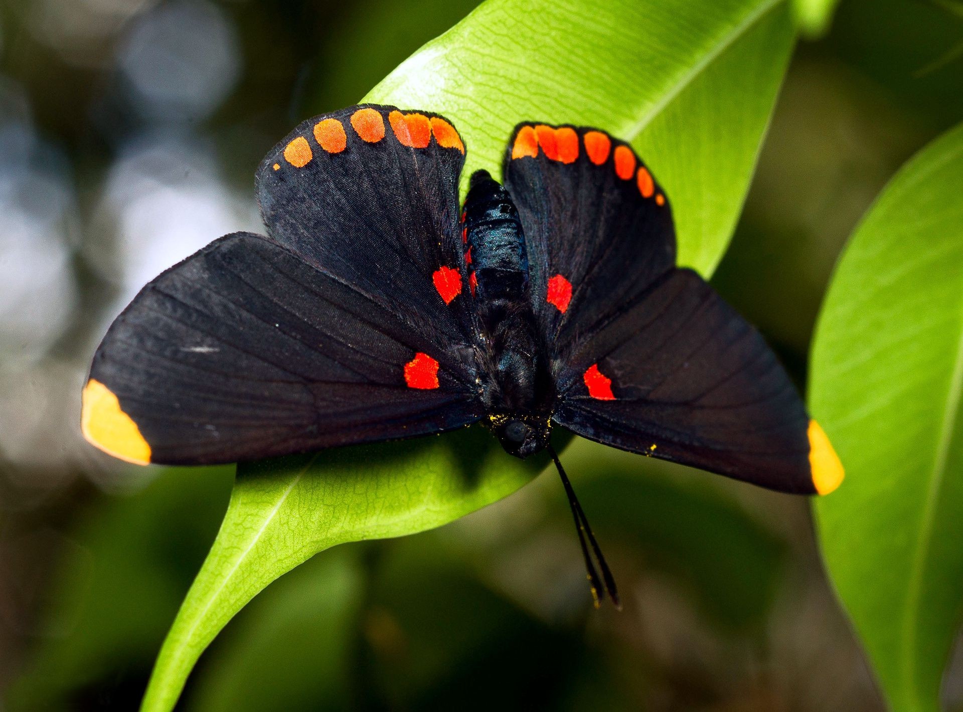 animals butterfly insect nature invertebrate outdoors wing wildlife leaf garden flower