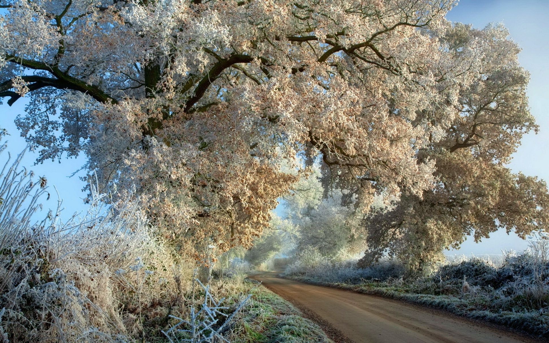 hiver arbre nature paysage saison en plein air bois branche automne feuille ciel parc flore