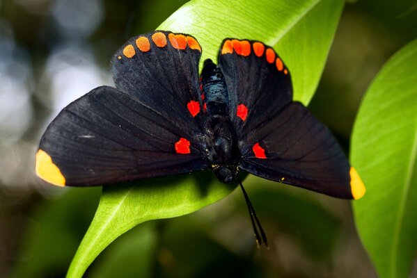 Großer schwarzer Schmetterling auf einem Blatt