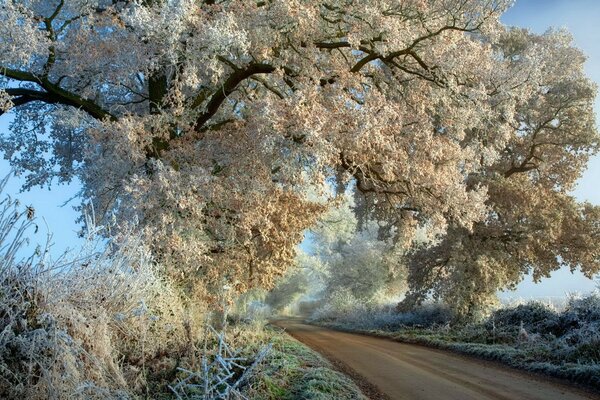 Cher sous l arbre d hiver nulle part