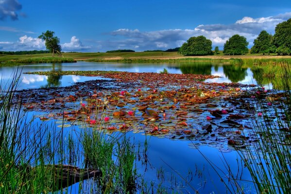 Paysage de lac avec des nénuphars et de l herbe