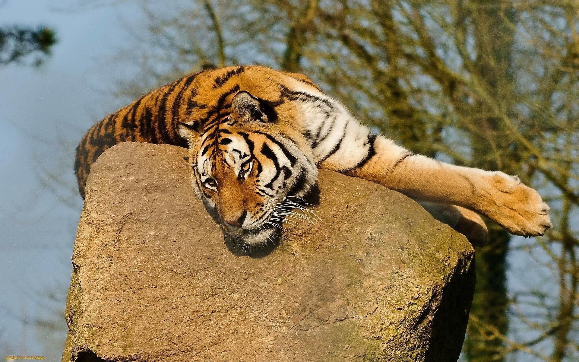 tigres gato tigre vida selvagem mamífero natureza predador caçador selvagem perigo comedor de carne grande animal jardim zoológico caça pele selva