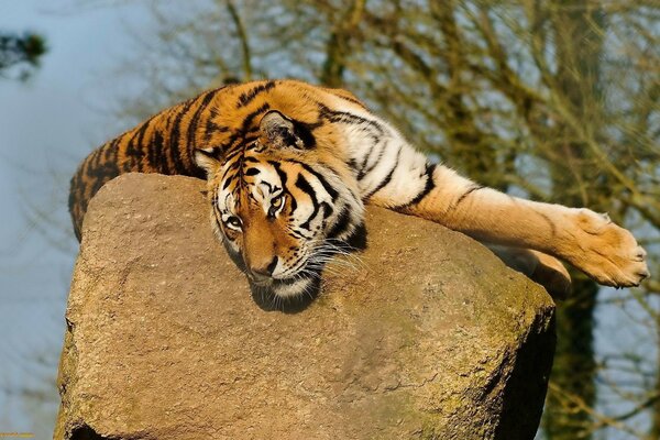 Fotografia de vida selvagem com um tigre deitado