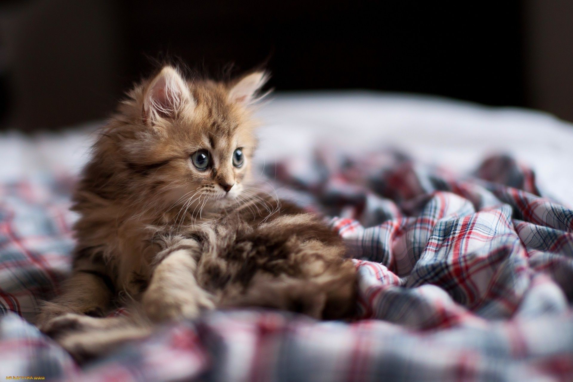 cats cat mammal little kitten cute portrait