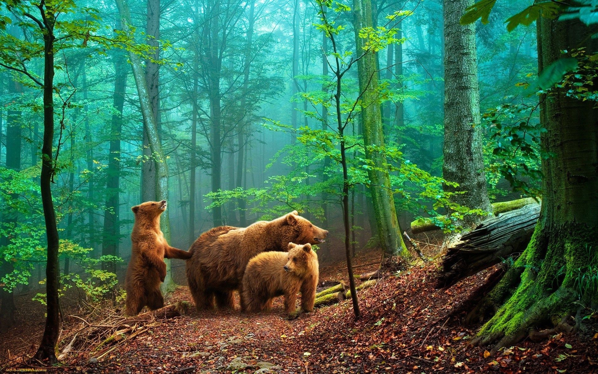 landschaft holz natur holz im freien park blatt säugetier landschaft tageslicht