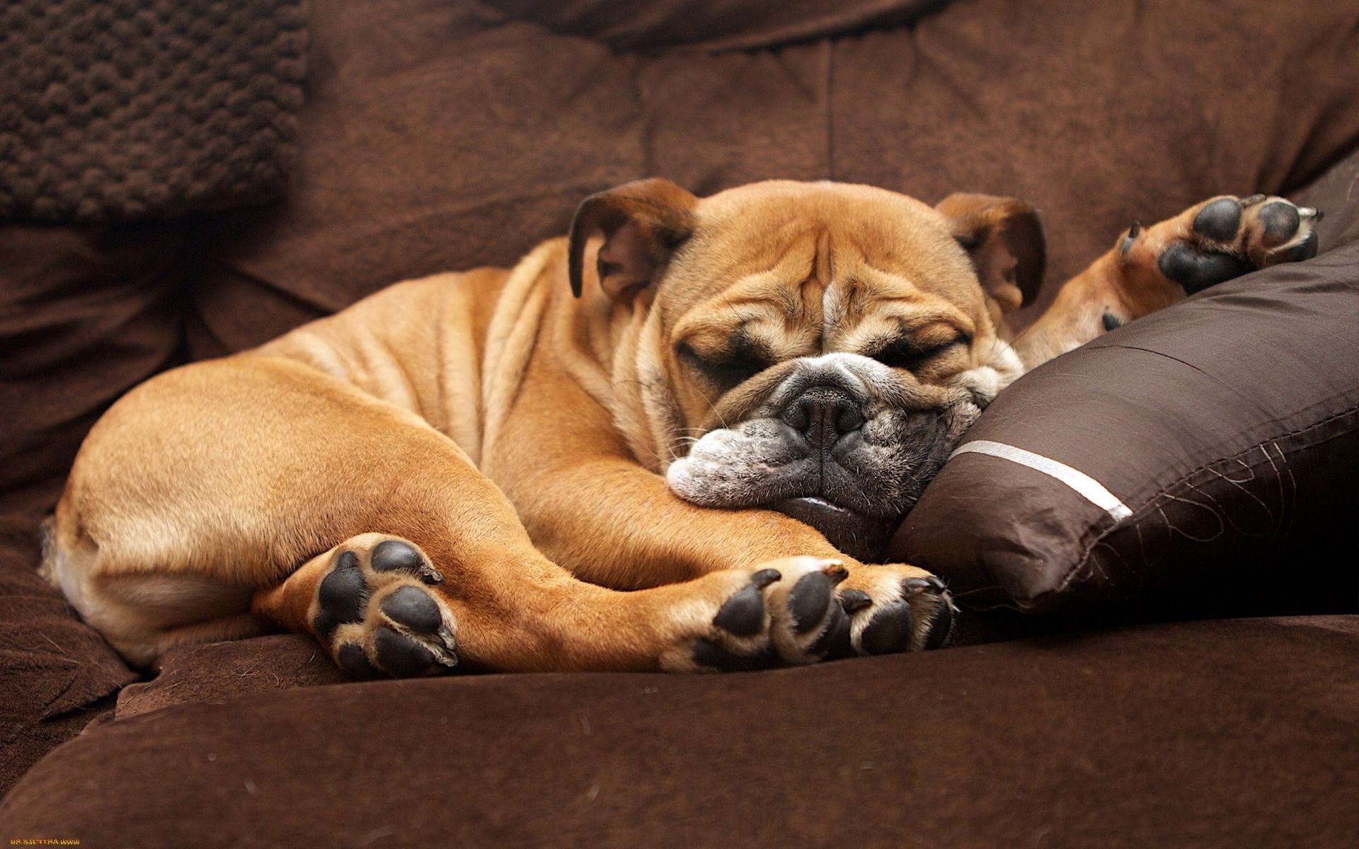 dogs dog mammal canine portrait pet one puppy bull sleep