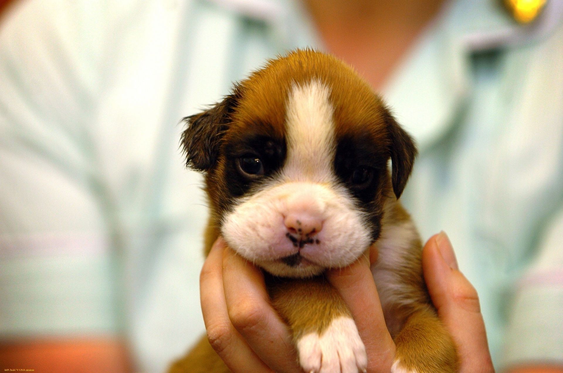 cães fofa pequeno animal de estimação cão mamífero animal filhote de cachorro cinegrafista minúsculo criança jovem doméstica sentar-se adorável engraçado retrato