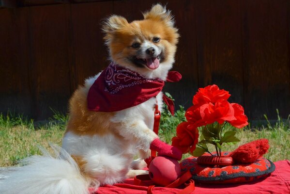 Chien sur un pique-nique dans un foulard rouge et des mitaines, avec des fleurs