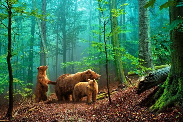 Ourse et deux oursons dans les bois