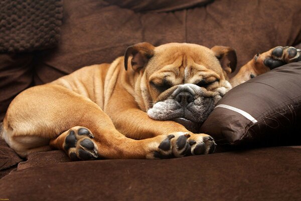 Portrait of a dog resting on the sofa