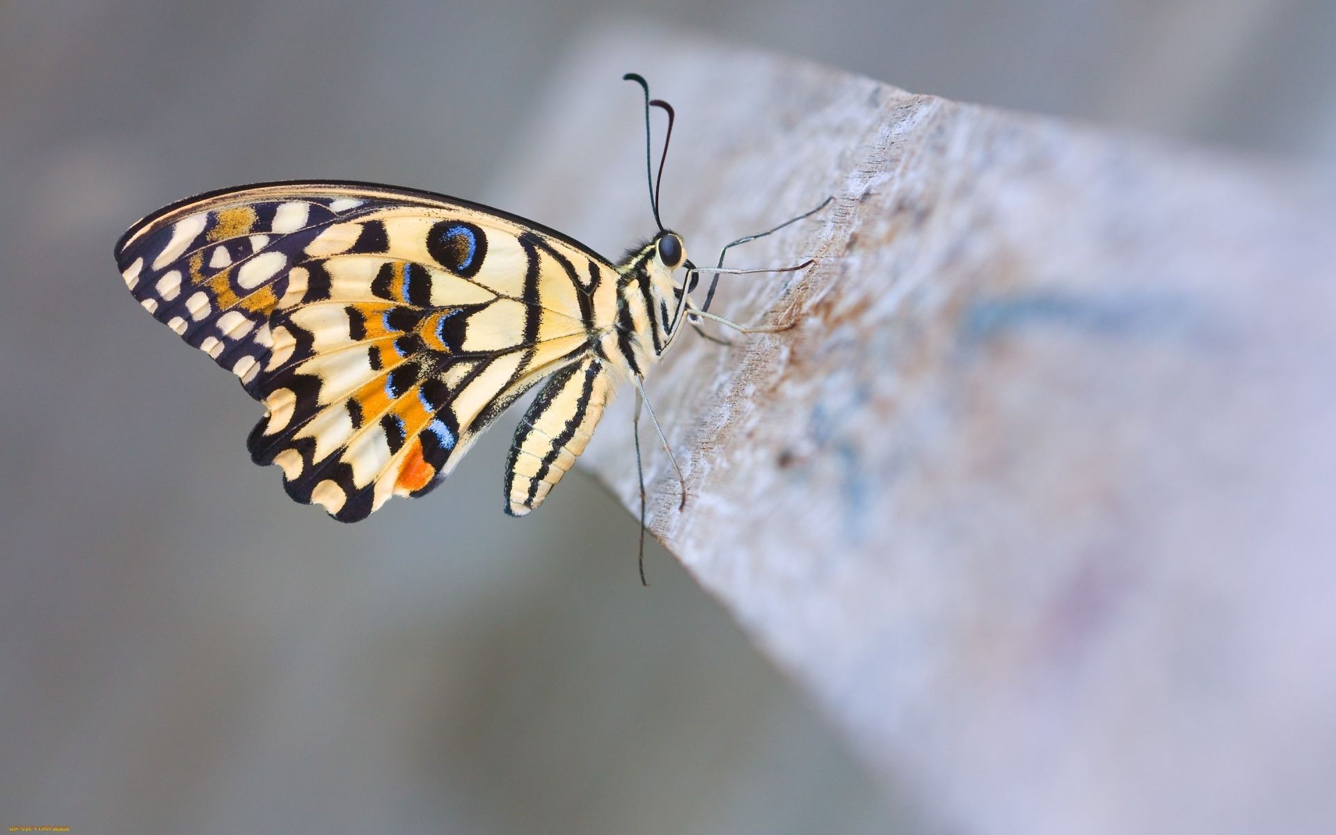 animaux papillon insecte la nature la faune invertébrés animal à l extérieur papillon aile biologie antenne mouche lépidoptères délicat été couleur entomologie monarque flou