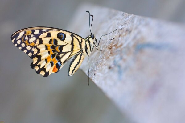 The butterfly sat down on a concrete block