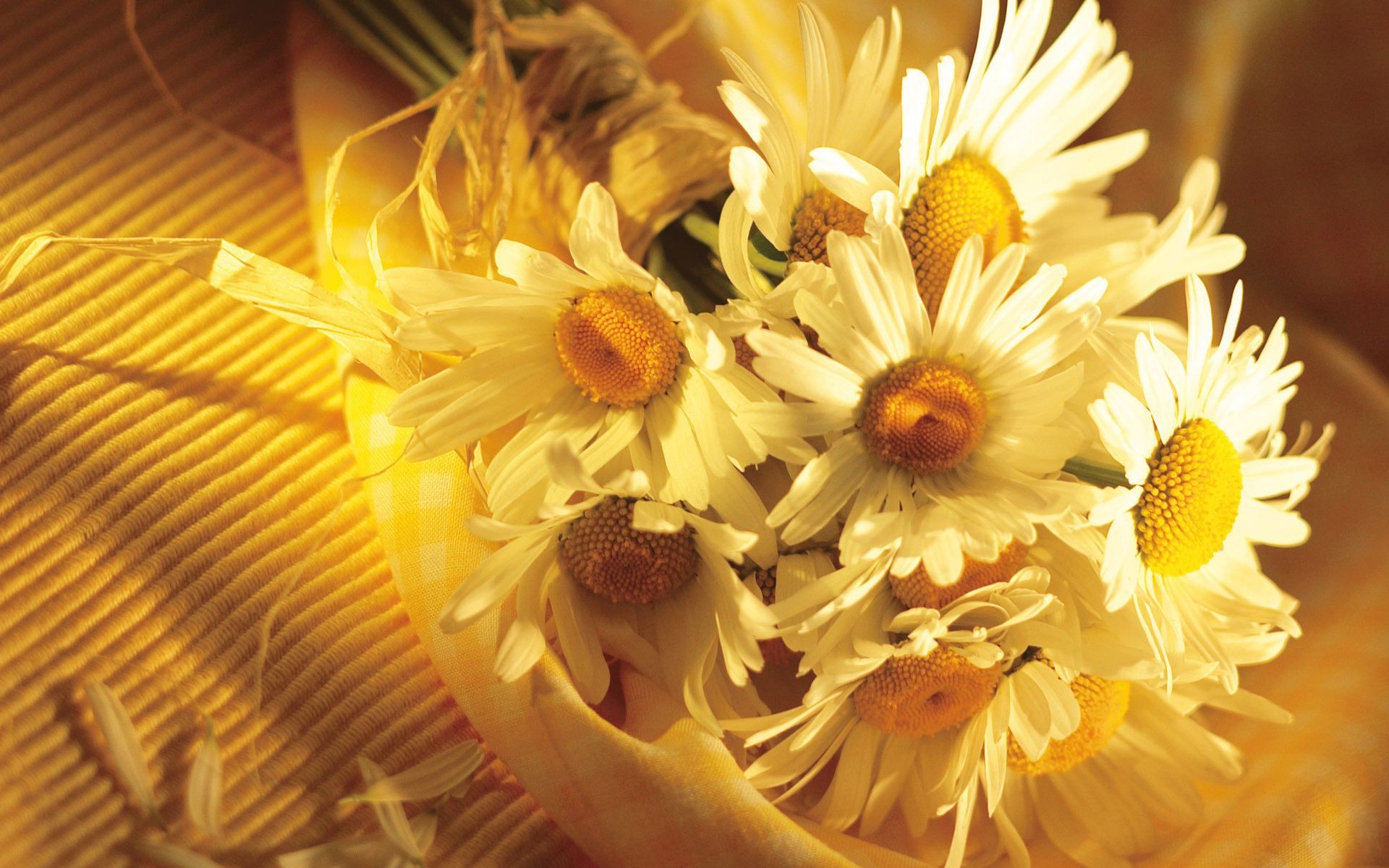 chamomile flower nature flora color close-up desktop beautiful bouquet leaf floral petal summer