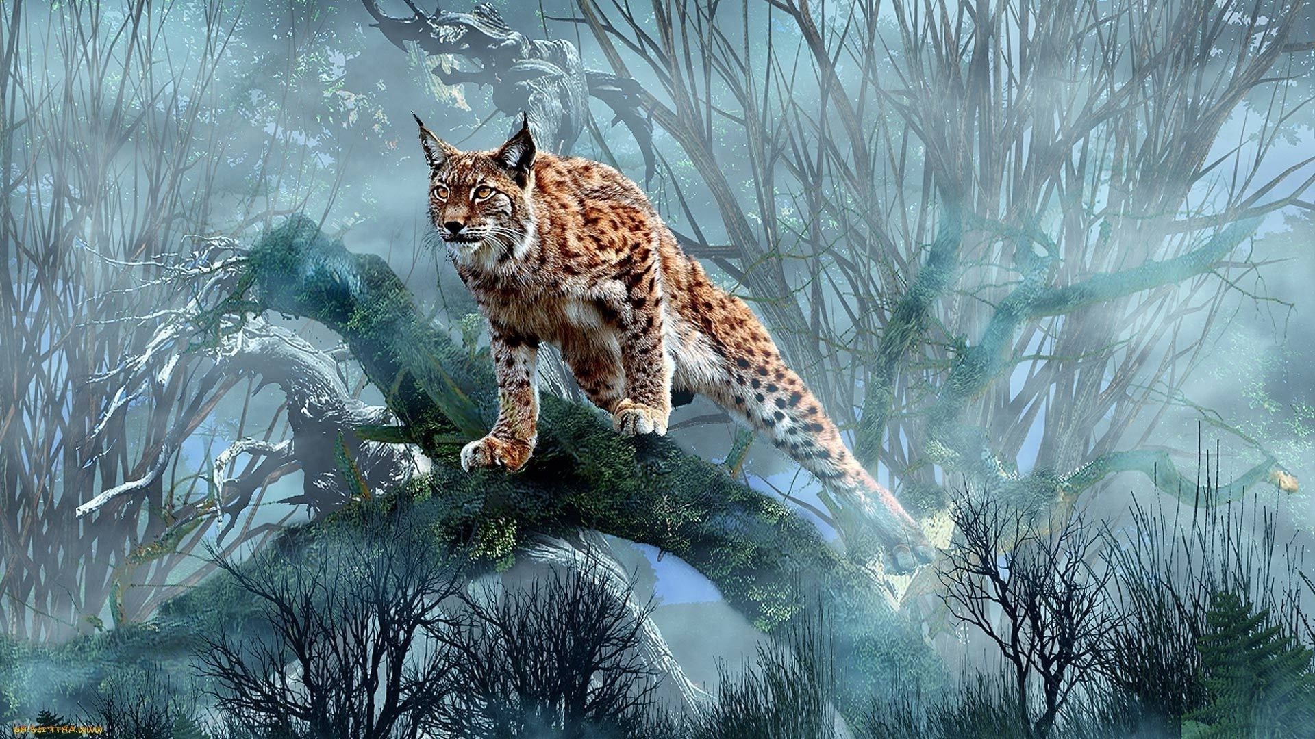 животные дикой природы природа млекопитающее животное кошка дикий на открытом воздухе портрет хищник зоопарк древесины
