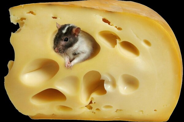 Cute mouse in cheese