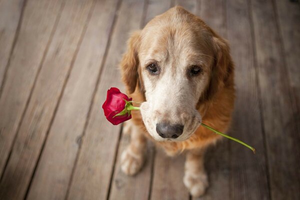 Chien roux tenant une rose rouge dans ses dents