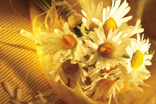 Cute bouquet of wildflowers. Daisies