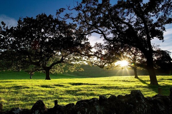 Dawn rays through the branches of trees