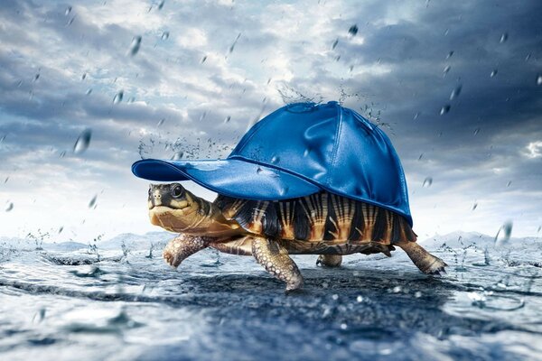 Schildkröte mit blauer Regenmütze bedeckt