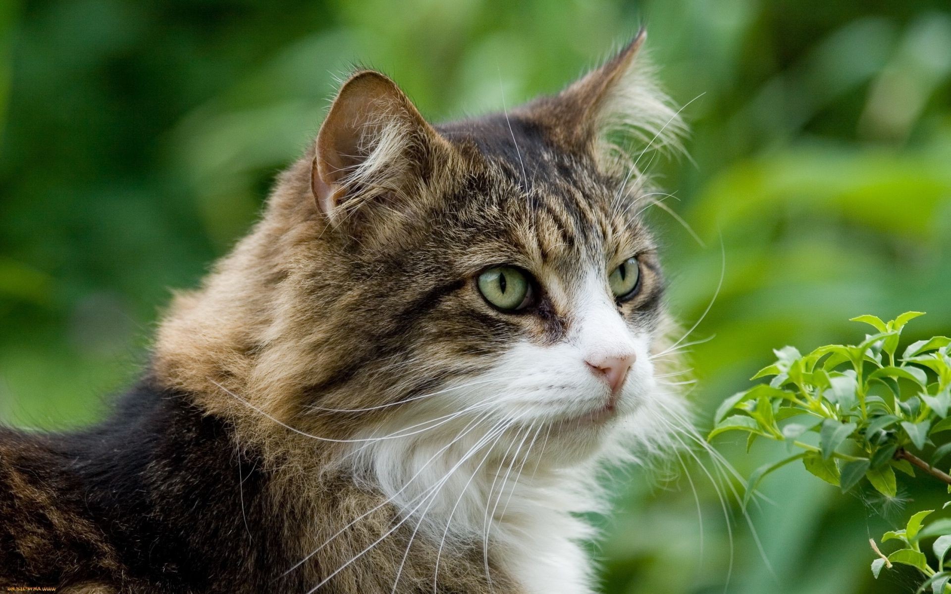 katze niedlich auge natur katze fell tier schnurrbart junge porträt wenig säugetier haar vorschau kätzchen haustier