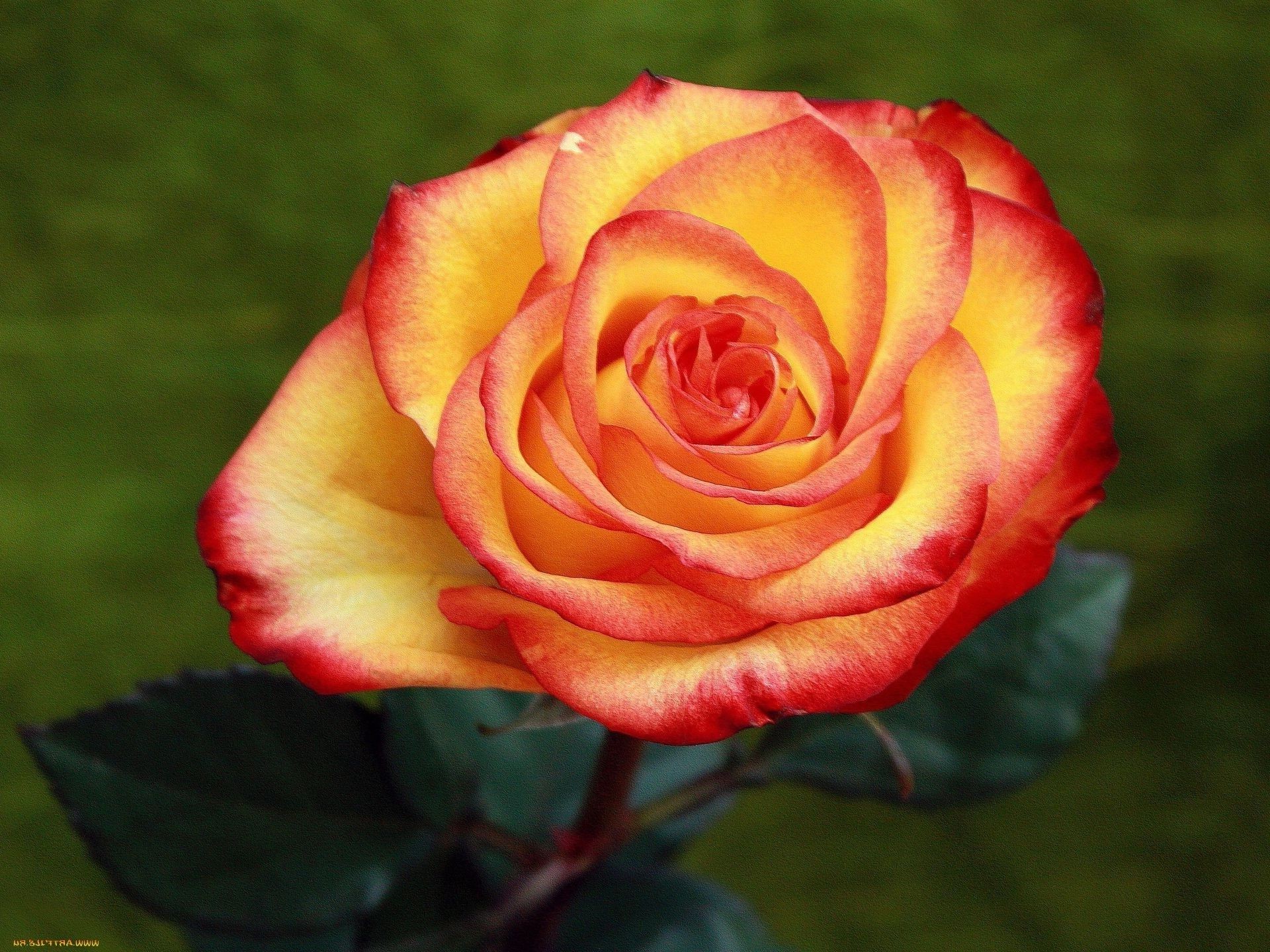 roses fleur amour pétale nature romance feuille floral mariage bluming romantique flore délicat