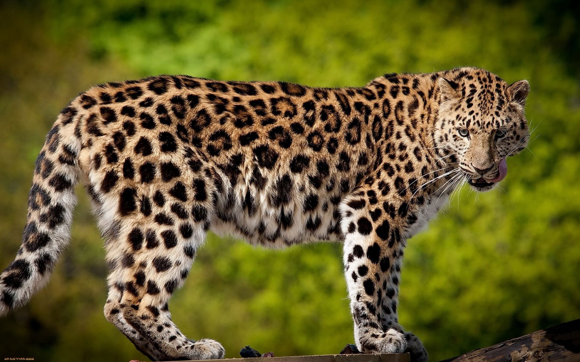 leopardi fauna selvatica mammifero gatto leopardo predatore selvaggio zoo animale natura safari cacciatore mangiatore di carne grande ghepardo pelliccia giungla caccia pericolo ritratto