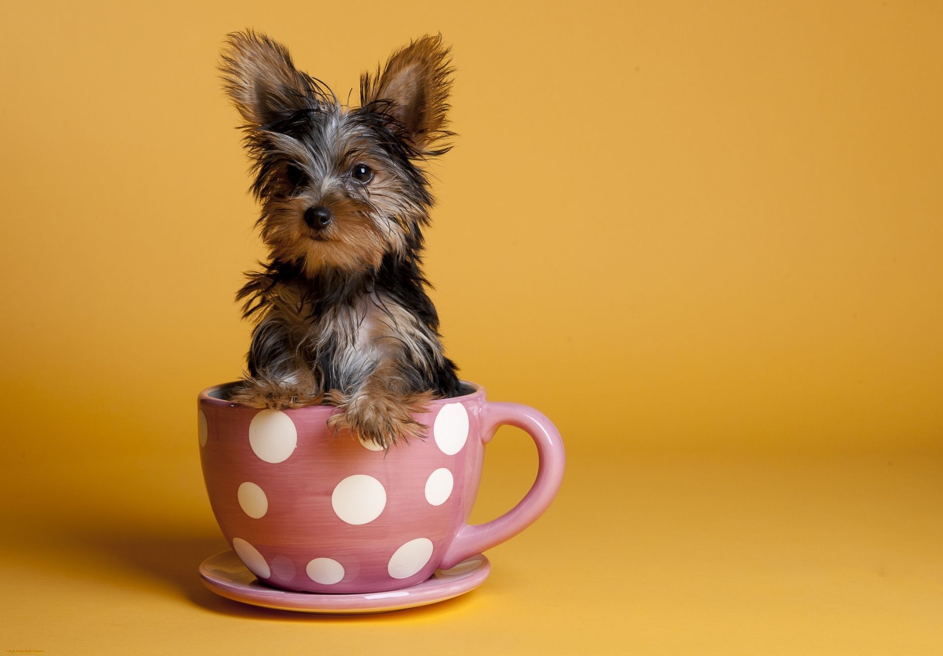 chien chien terrier animal de compagnie mignon mammifère canin chiot animal miniature s asseoir portrait studio domestique drôle peu