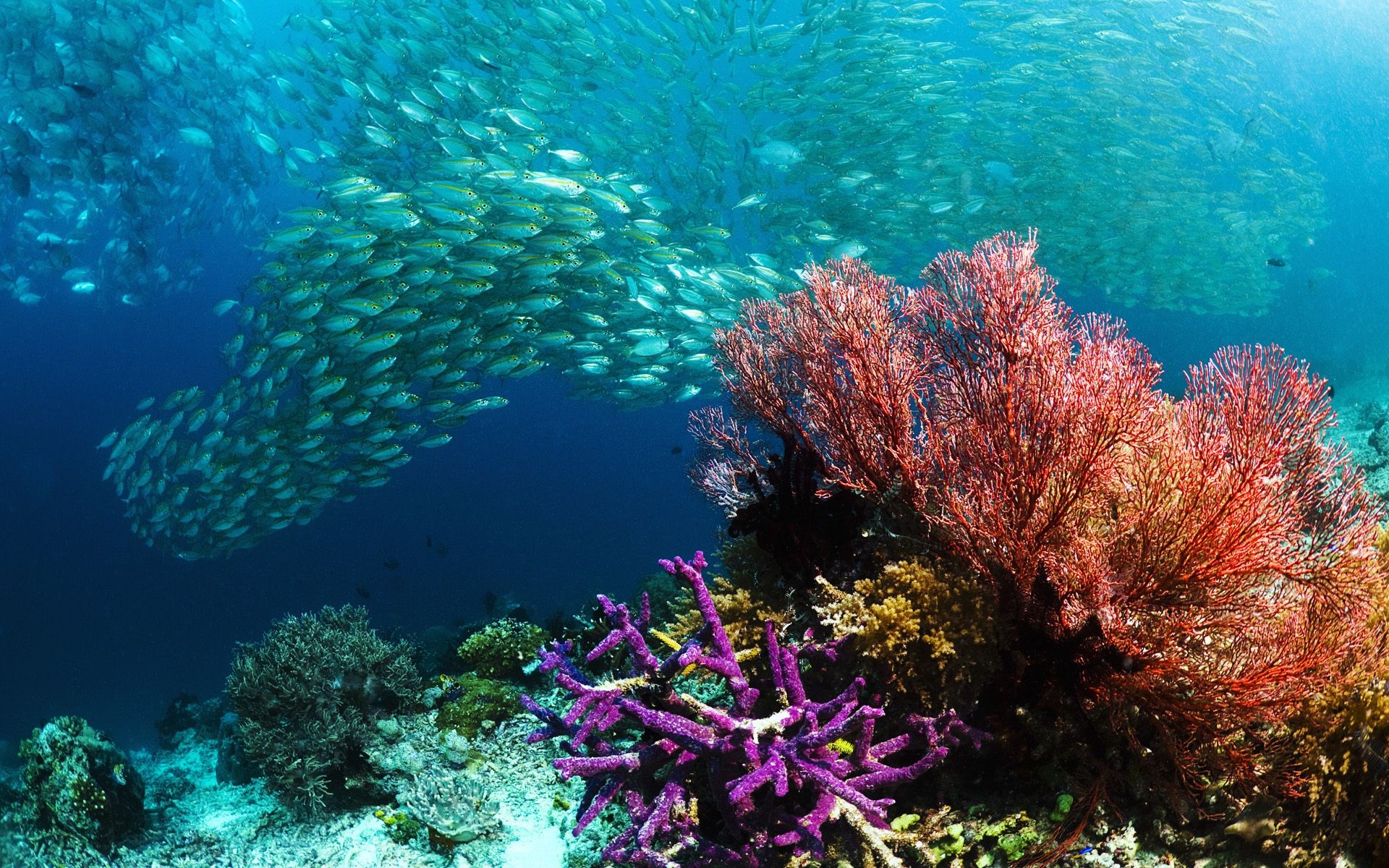 animaux sous-marin corail récif poissons océan mer tropical eau plongée paysage écosystème plongée sous-marine snorkeling marine sous-marin eau salée nature invertébrés aquatique