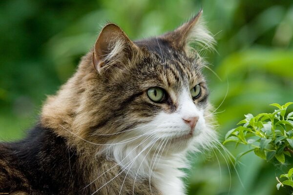 Retrato de um gato contra a natureza