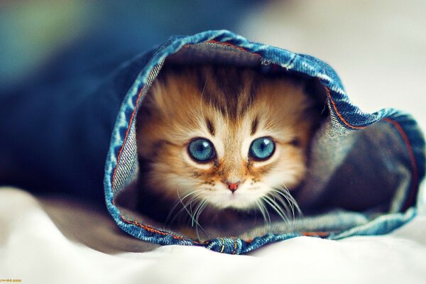 Portrait des yeux, petit chaton mignon