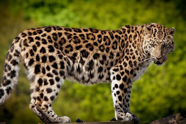 El leopardo es la garra de la vida silvestre