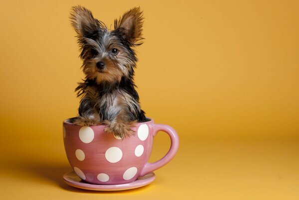 A small dog is sitting in a mug