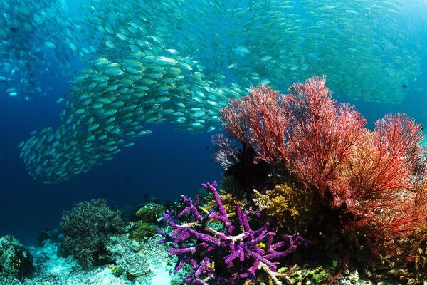 Peces tropicales en un arrecife de Coral