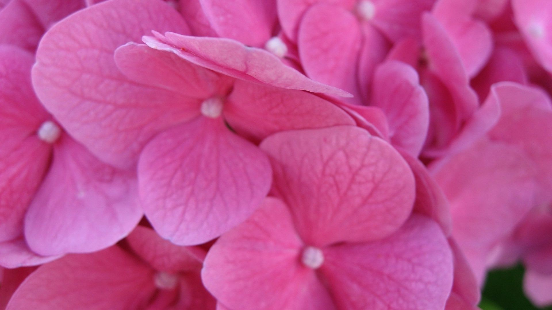 nahaufnahme natur blume flora garten blühen farbe hell blumen blütenblatt blatt sommer schließen schön botanisch zart