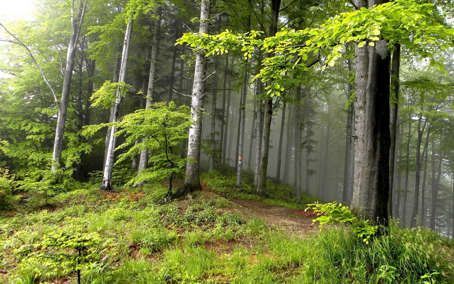 forest wood nature leaf tree landscape outdoors park lush guidance scenic fall summer flora environment fair weather countryside hike trail