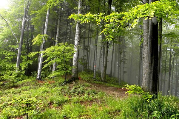 Estate alberi foresta paesaggio natura