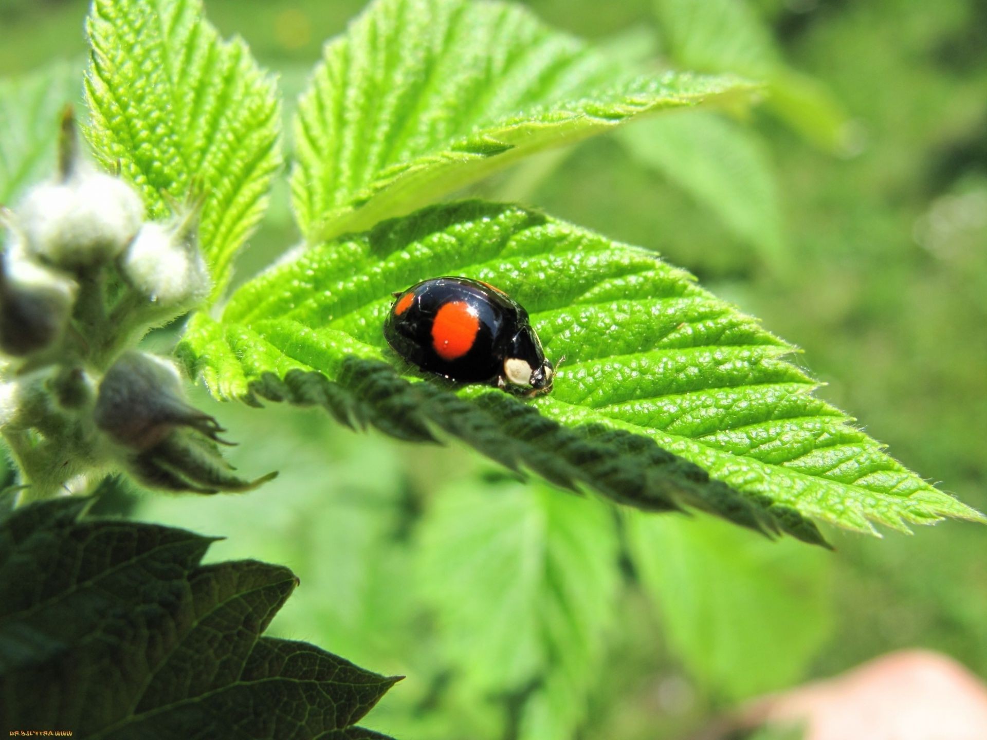 animali foglia natura flora estate giardino insetto all aperto primo piano ambiente piccolo crescita selvaggio fauna selvatica biologia cibo erba