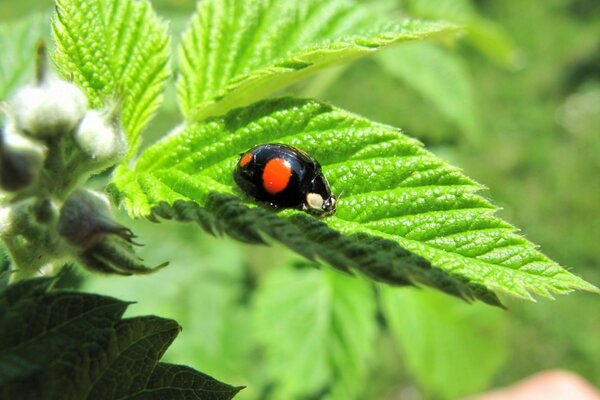 Mariquita arrastrándose sobre una hoja verde