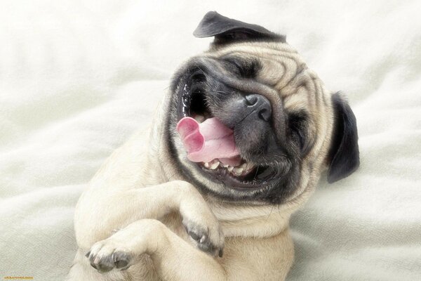 The cheerful pug smiles and laughs