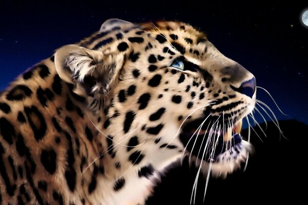 Wild leopard with blue eyes