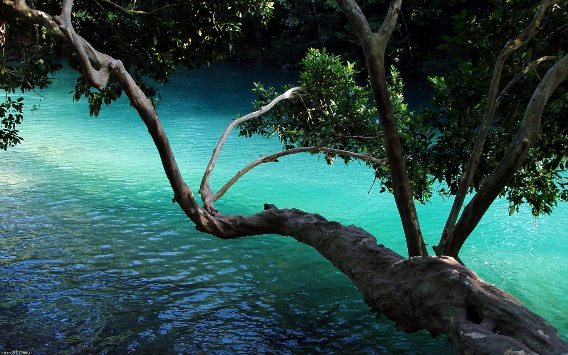 пейзажи воды дерево тропический путешествия природа лето на открытом воздухе древесины океан экзотические остров пейзаж бирюза море отпуск