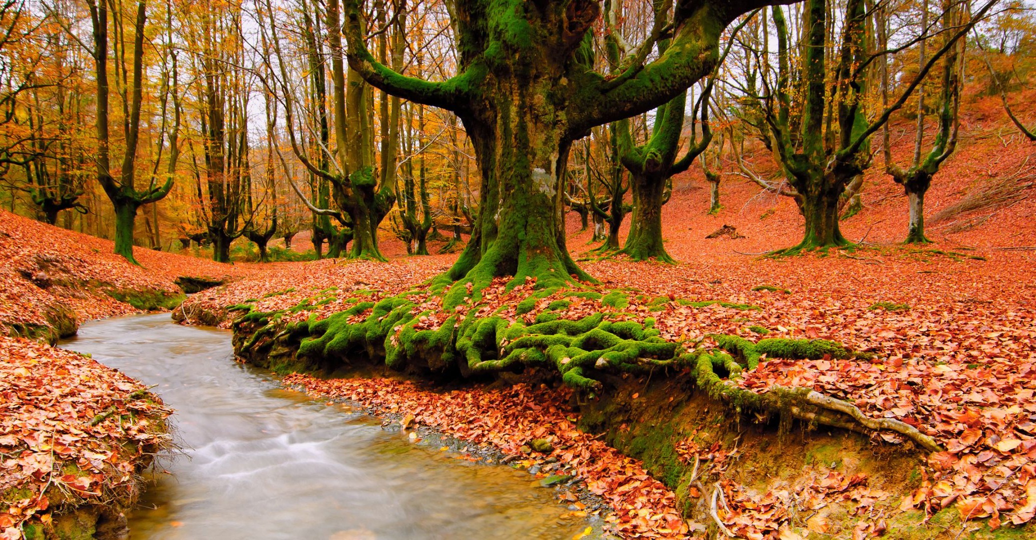 реки пруды и ручьи прудов и ручьев осень дерево древесины природа лист парк пейзаж сезон на открытом воздухе среды живописный рассвет хорошую погоду бук пейзажи