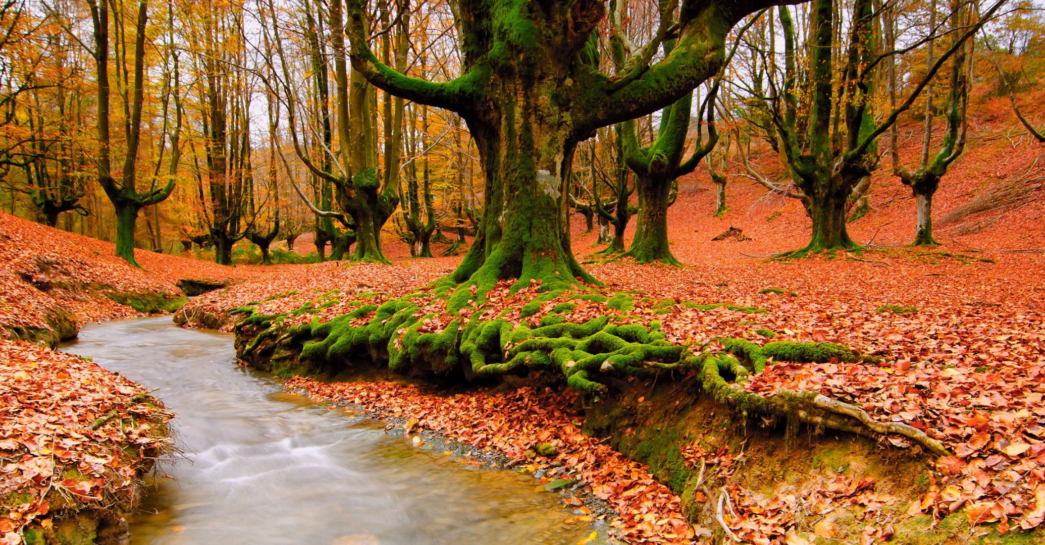 fiumi stagni e torrenti stagni e torrenti autunno legno legno natura foglia parco paesaggio stagione all aperto ambiente scenico alba bel tempo faggio paesaggio