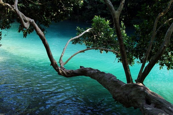 Paesaggio tropicale dell acqua e dell albero