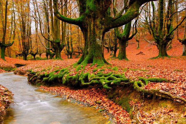 Farther than between the banks of tired red leaves