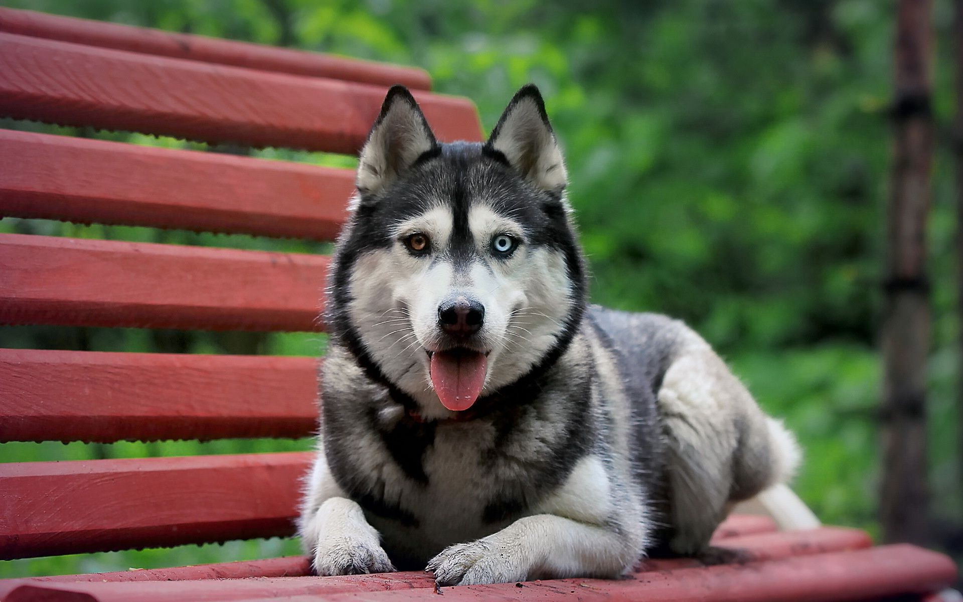 cani cane mammifero animale natura animale domestico canino carino domestico ritratto erba