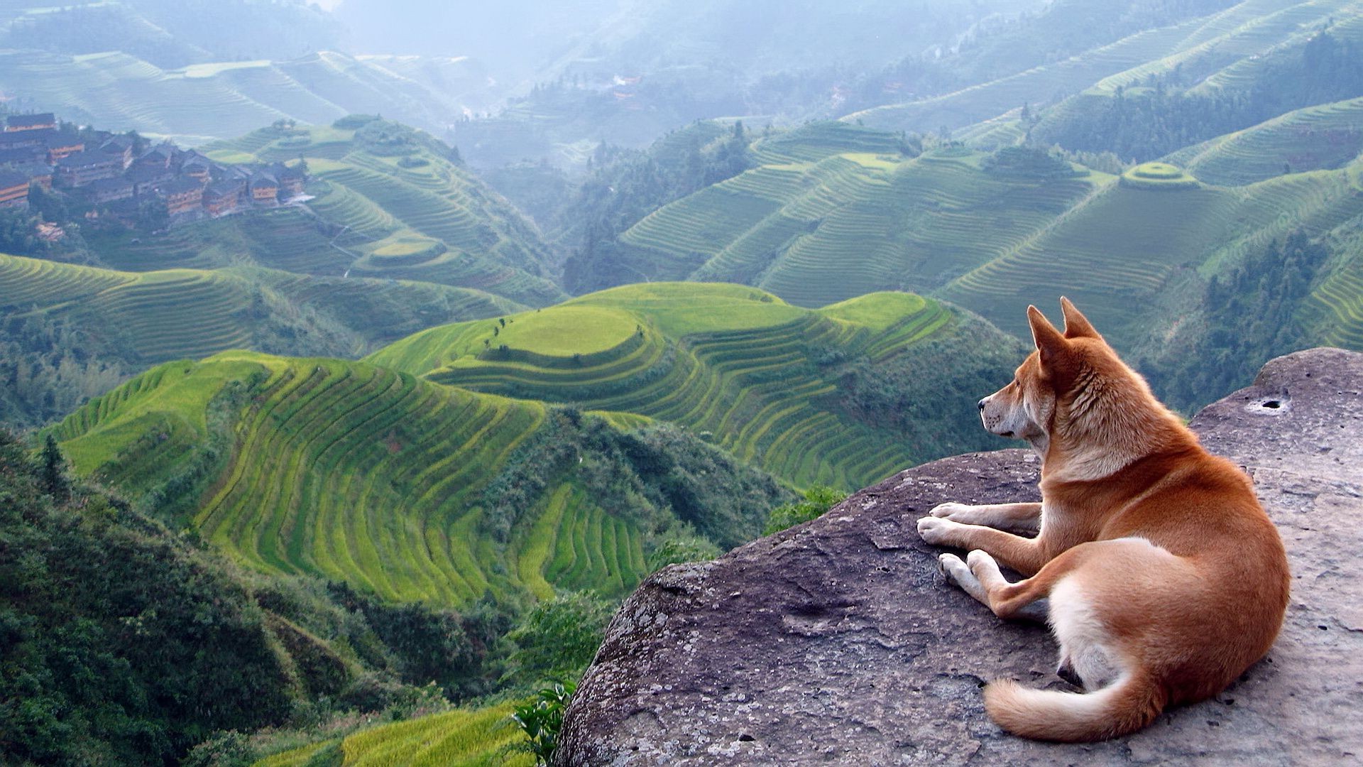 chiens voyage nature montagnes à l extérieur paysage été ciel vallée herbe colline bois